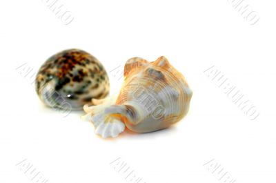 Shells_1