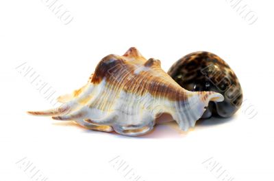 Shells_2