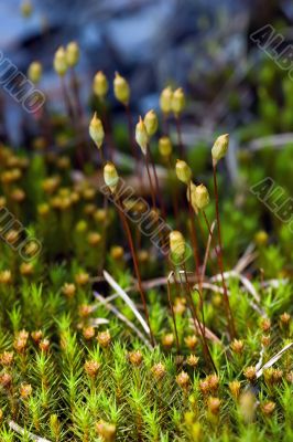Green moss