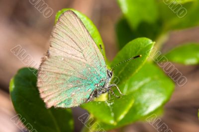 The butterfly on a cowberry