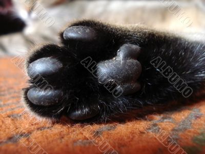 Cat foot