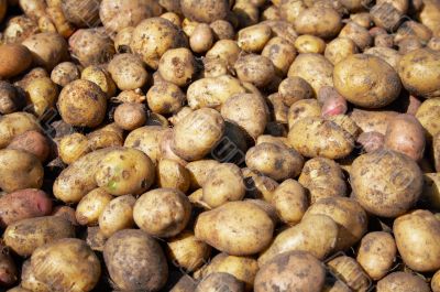 heap of new raw potatoes