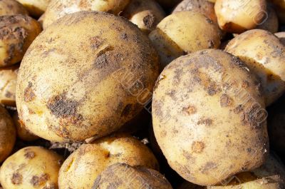 raw new potatoes