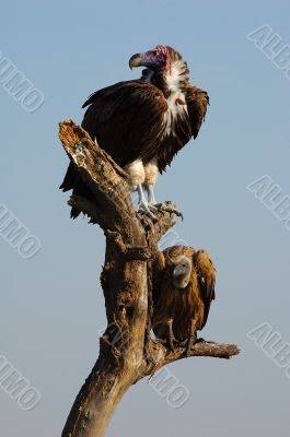 Vulture in dead tree