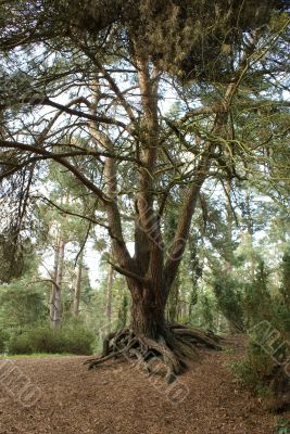 Pretty old tree.