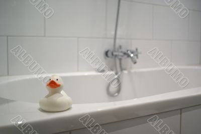 Duck waiting on the edge.