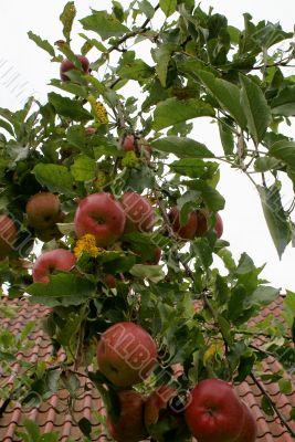Apple tree.