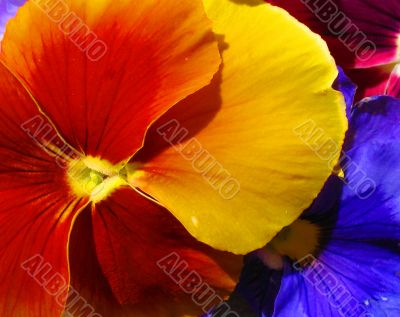 close up of pansies