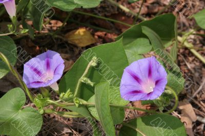 Purple Flowers