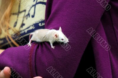 the little rat on the hand