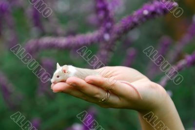 little rat in the hand