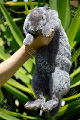 the grey rabbit in hands