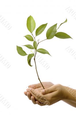 Hands holding new tree