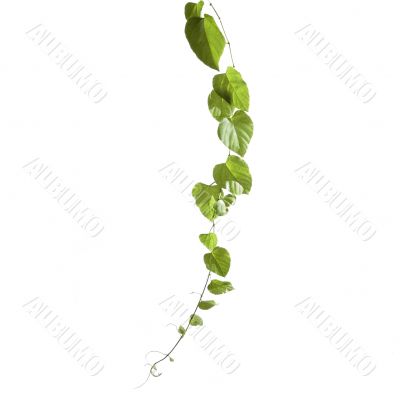Isolated vine plant