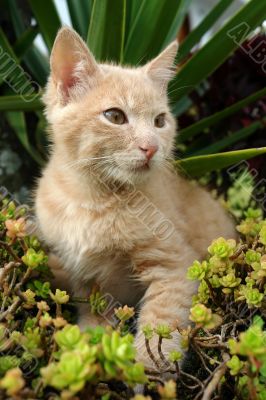 the kitten