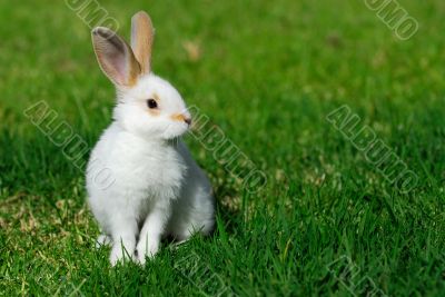 white rabbit on the grass