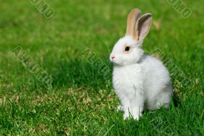 white rabbit on the grass