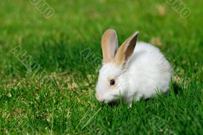 white rabbit on the grass