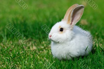 white rabbit on the grass