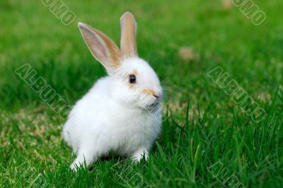 white rabbit on the grass