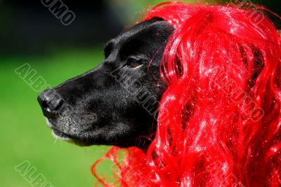 the red hair labrador