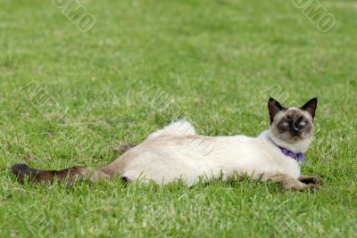 the siamese cat