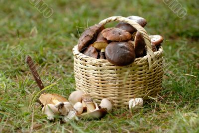 the basket with a mushrooms