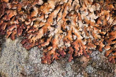 lichen