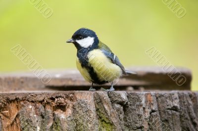 Titmouse on stump