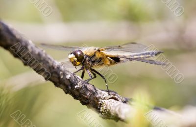 Dragonfly on a pine branch