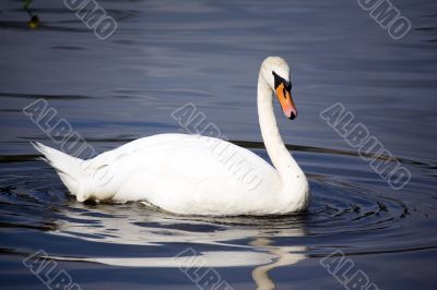 Swan