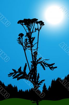 Plant