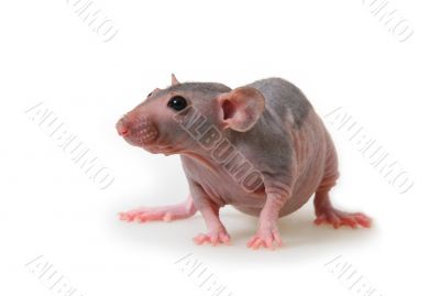 Naked rat