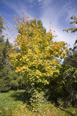 Collection of autumn leaves in tree nurseries 2