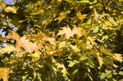 Collection of autumn leaves in tree nurseries 3