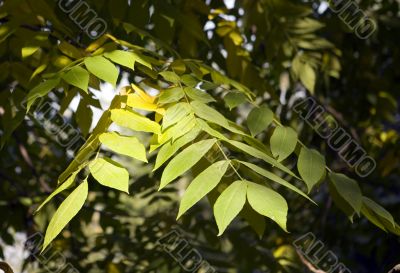 Collection of autumn leaves in tree nurseries 4
