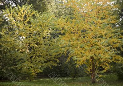 Collection of autumn leaves in tree nurseries 5