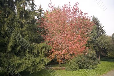 Collection of autumn leaves in tree nurseries 7