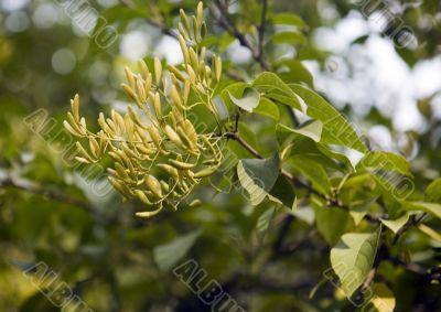 Collection of autumn leaves in tree nurseries 8