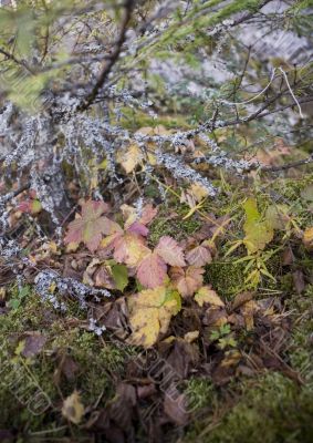 Collection of autumn leaves in tree nurseries