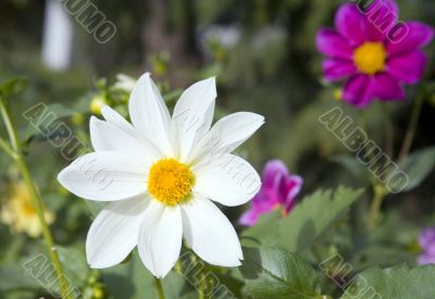 Collection of flowers in autumn tree nurseries 2
