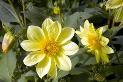 Collection of flowers in autumn tree nurseries 3