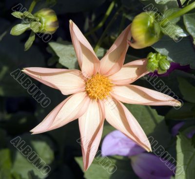 Collection of flowers in autumn tree nurseries
