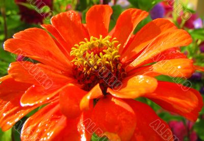 orange flower