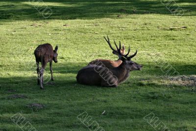 deer family