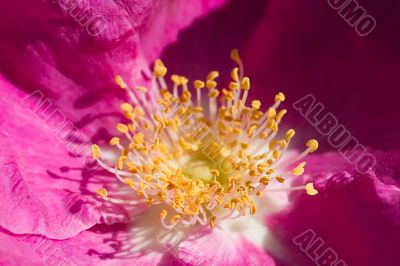 Dog-rose