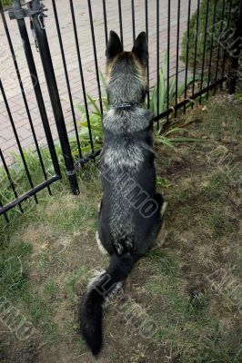 German Shepherd at the gate