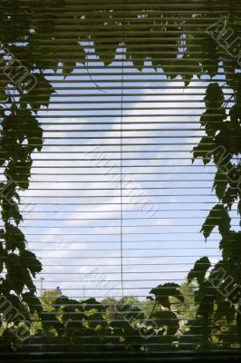 Ivy framed window