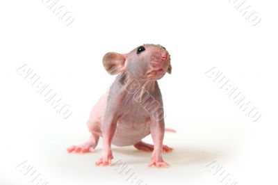 Naked rat
