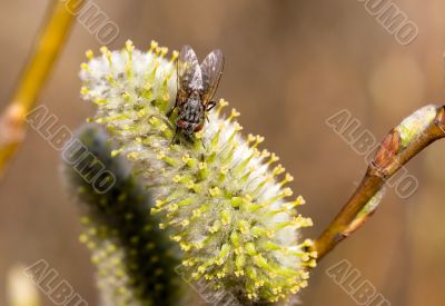 After a winter dream